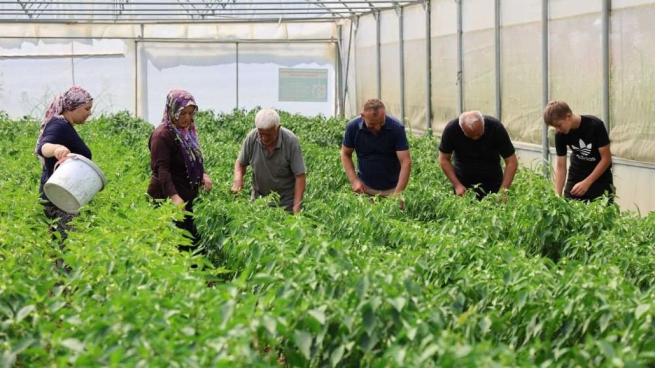 Kocaeli'de yüzde 50 hibe destekli modern seralarda ilk hasat başladı