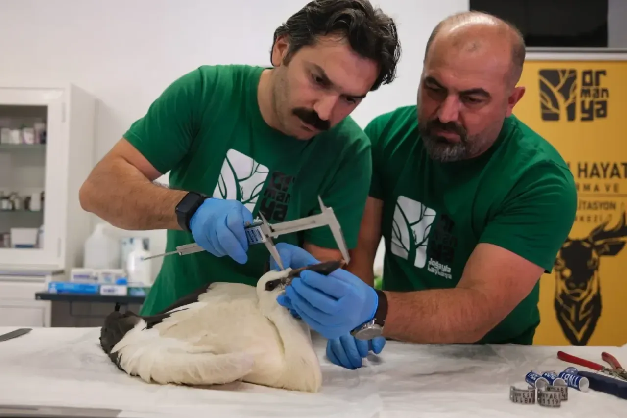 Öksüz leylekler kanat çırpmayı bekliyor