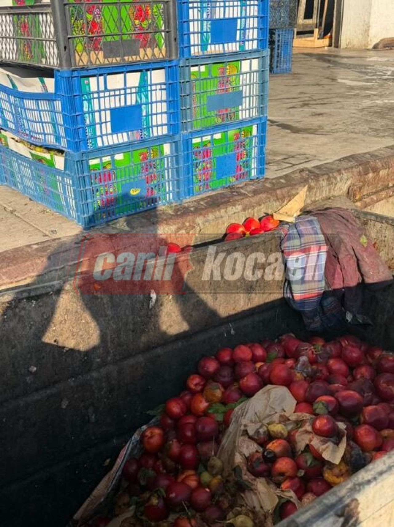 Kocaeli'de şaşırtan manzara: Tezgahta satılamadı çöpe atıldı