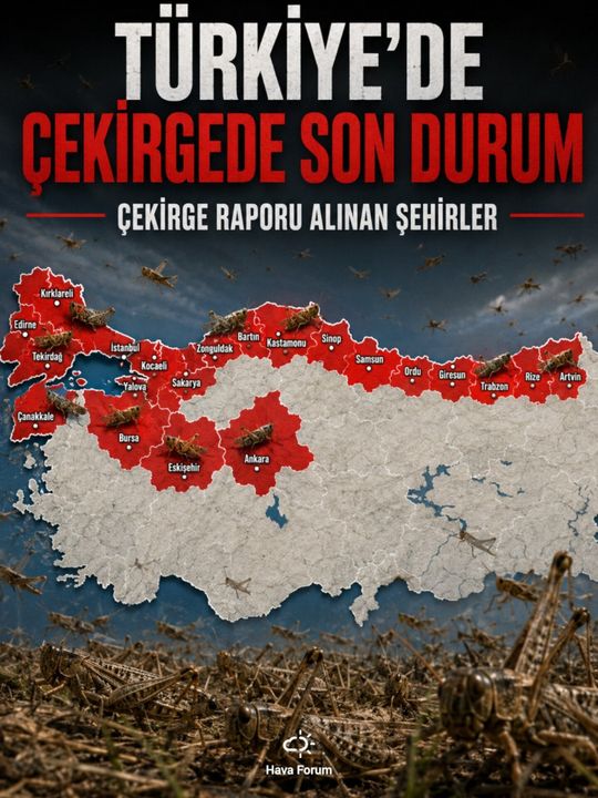 Kocaeli'de büyük çekirge paniği! Balkonları ve pencereleri sardılar