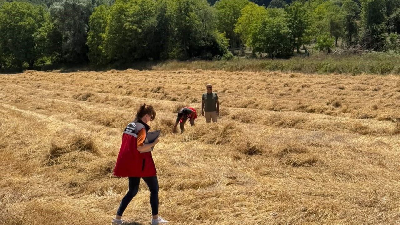 Körfez'de ata tohumu siyez buğdayında ilk hasat