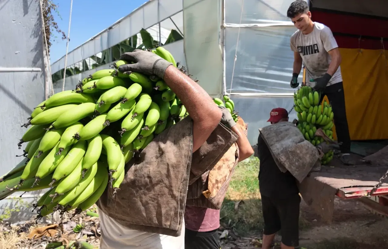 Kocaeli’ye de gönderiliyor! Bahçede 25 TL olan muz markette cep yakıyor