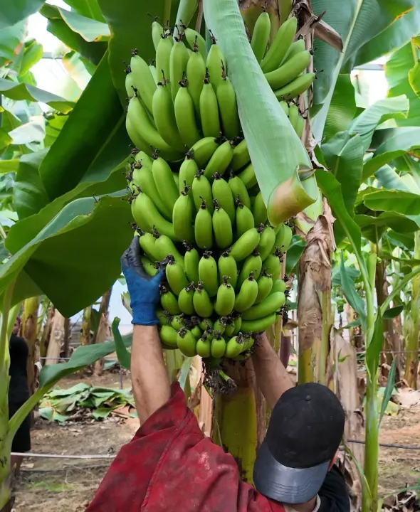 Kocaeli’ye de gönderiliyor! Bahçede 25 TL olan muz markette cep yakıyor