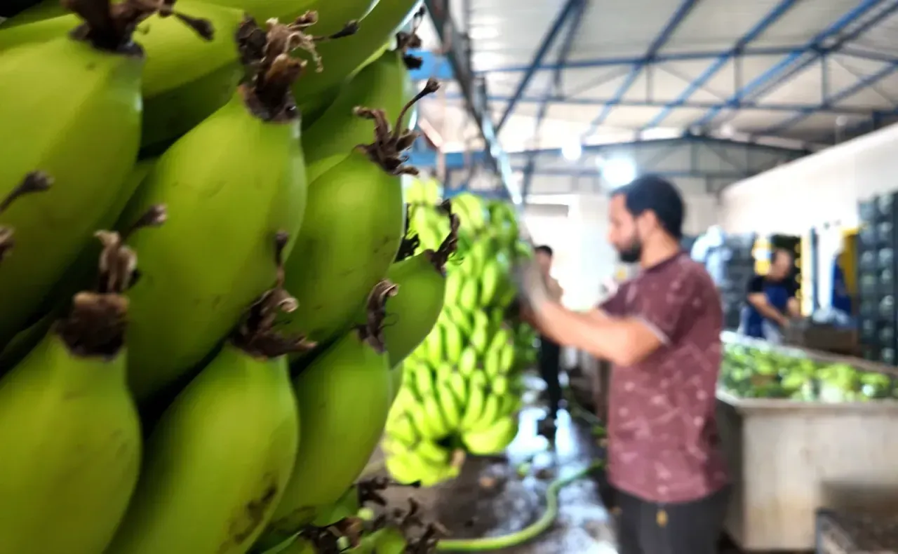 Kocaeli’ye de gönderiliyor! Bahçede 25 TL olan muz markette cep yakıyor