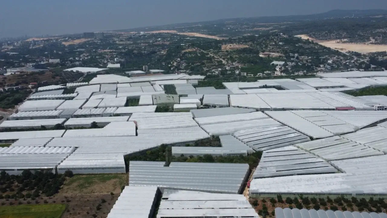 Kocaeli’ye de gönderiliyor! Bahçede 25 TL olan muz markette cep yakıyor