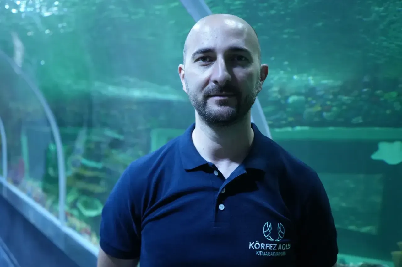 Körfez Aqua'da büyüleyen görüntüler: Köpek balıkları elle beslendi