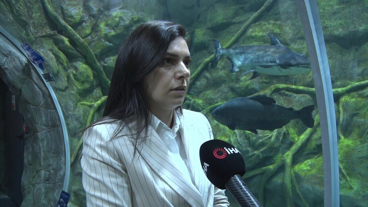 Körfez temizlendikçe yaşam geri dönüyor! O canlılar artık akvaryumda