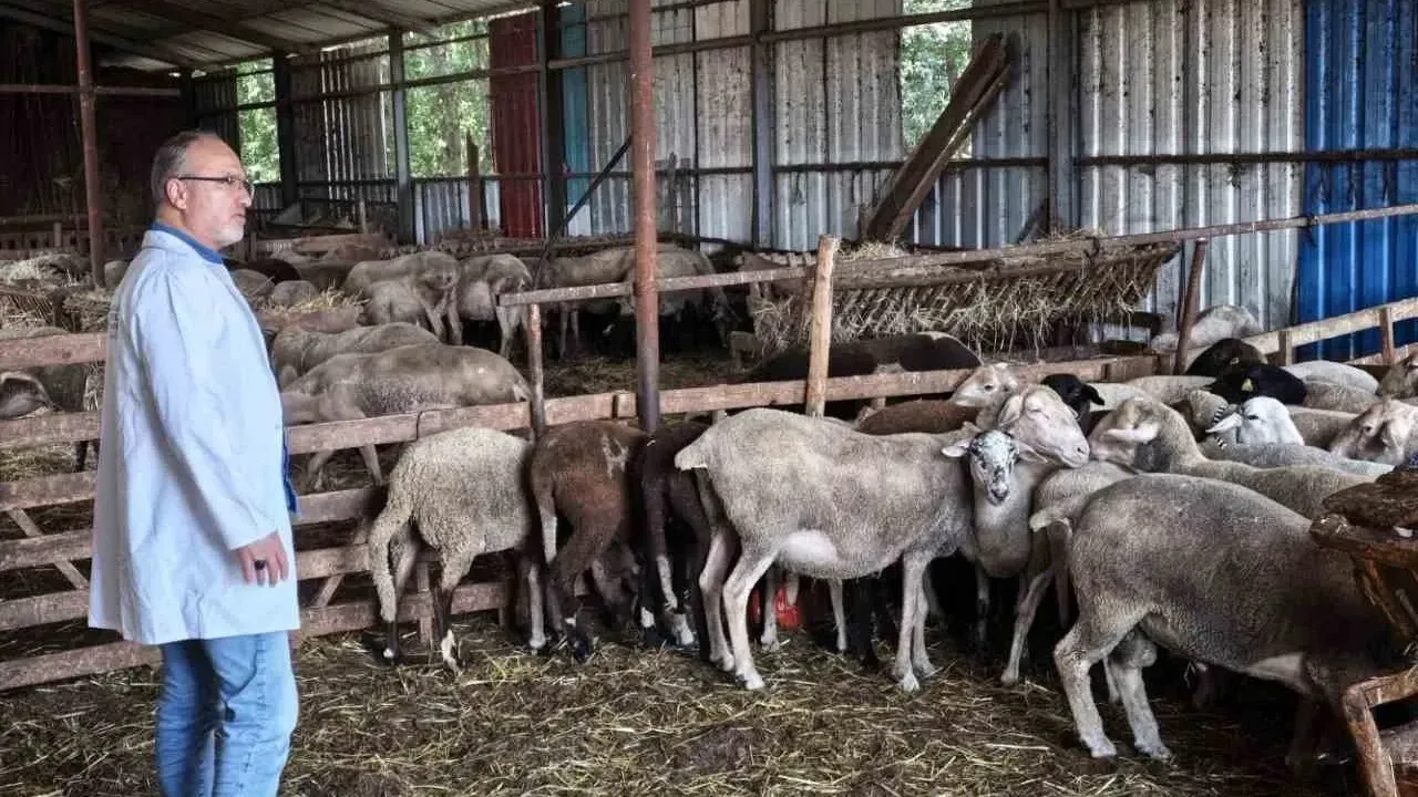 Kocaeli'de hayvancılığa yakın takip! Büyükşehir ekipleri işletmeleri tek tek geziyor