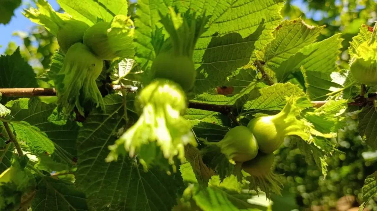 Hasat Başladı, Gözler Bakanlıkta