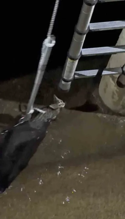 İzmit’te kahraman kedi! İtfaiyenin uzattığı merdivenden kendi çıktı